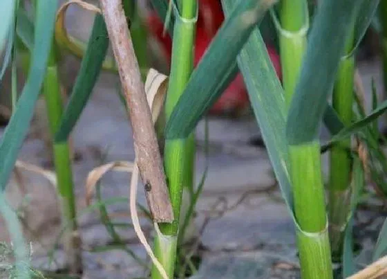 植物病害|大蒜黄叶病的原因及治疗处理方法