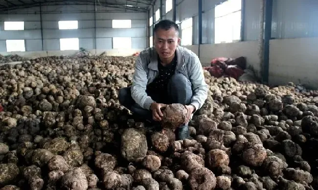 种植管理|魔芋的种植方法和管理技术，魔芋种植不会烂产量高的要点）