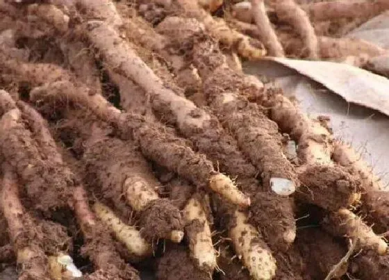 植物百科|山药长在什么地方