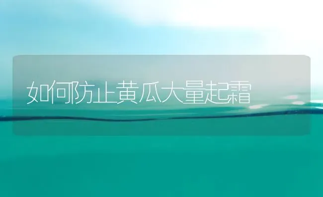 如何防止黄瓜大量起霜 | 蔬菜种植