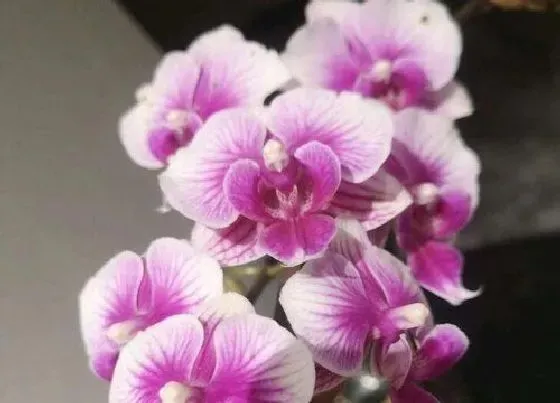 开花时间|蝴蝶兰一年开几次花