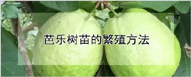 芭乐树苗的繁殖方法 | 耕种资料