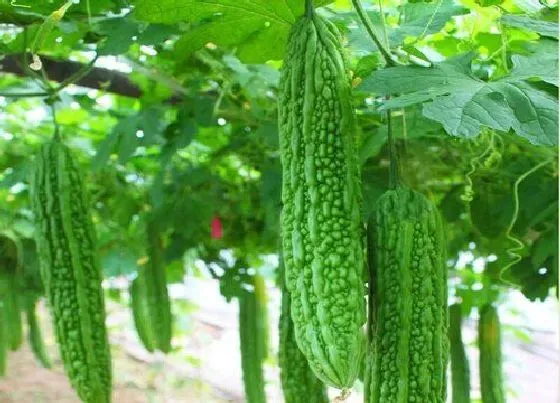 植物繁殖|苦瓜一年四季都能种吗 什么时候种植最好