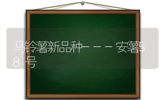 马铃薯新品种---安薯58号 | 粮油作物种植