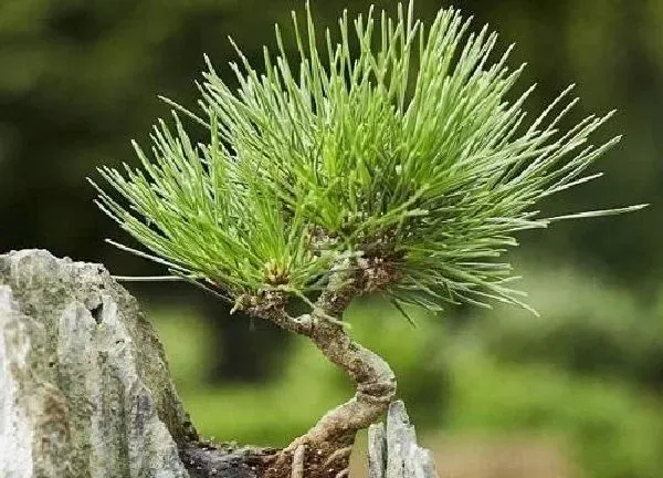 植物移栽|五针松上盆时间与养护方法