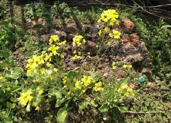 生长环境|油菜花的生长环境及生长地方条件