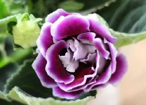 植物百科|大岩桐是一年生还是多年生