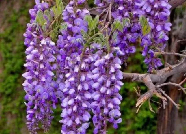 植物发芽|紫藤什么时候发芽长叶