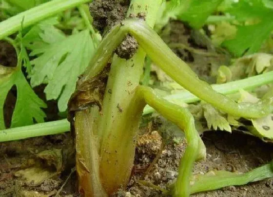 植物病害|芹菜软腐病用什么药好