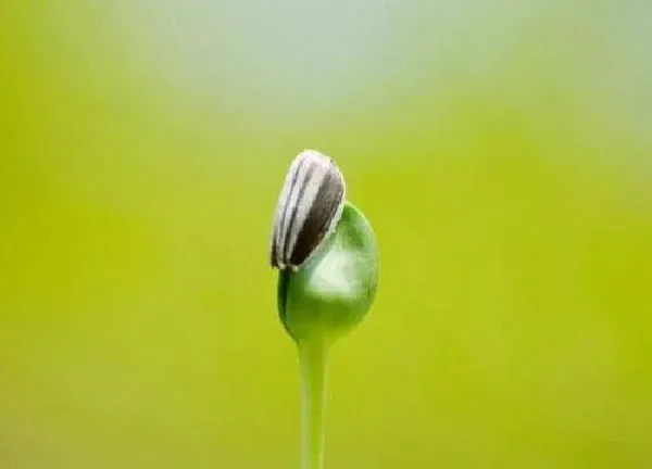 植物发芽|葵花籽怎么发芽快