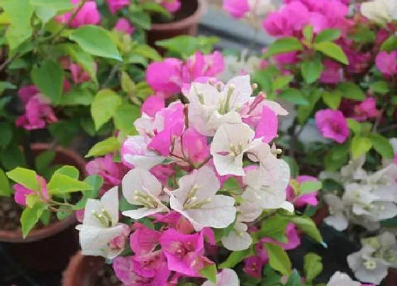叶子|光叶子花和三角梅的区别
