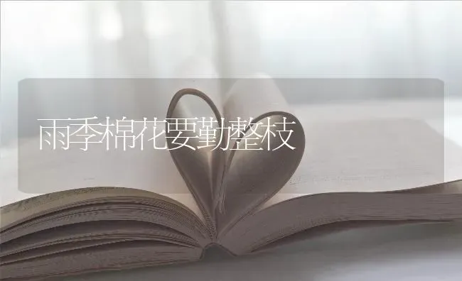 雨季棉花要勤整枝 | 粮油作物种植