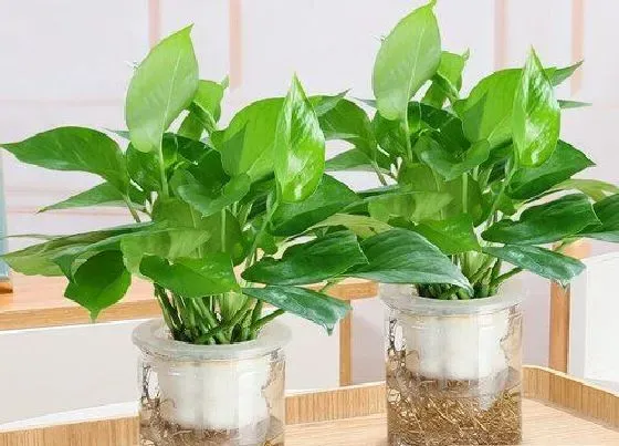 摆放常识|绿萝放在哪里最旺财（绿萝放在家里哪个位置吉利招财）