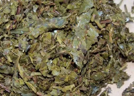 植物施肥|废茶叶可以做肥料吗