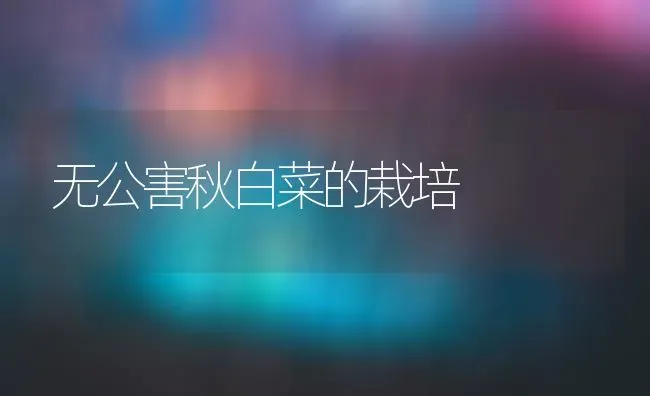 无公害秋白菜的栽培 | 蔬菜种植