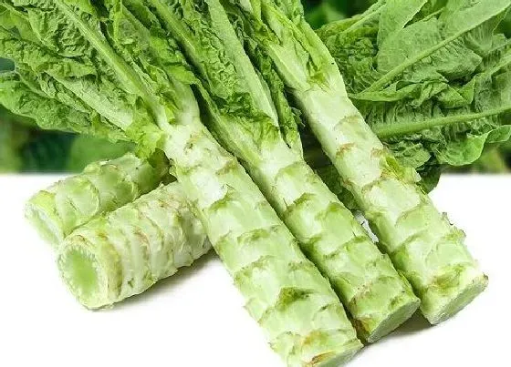 食用科普|青笋和莴笋有什么区别（正宗莴苣和莴笋怎么辨认样子）