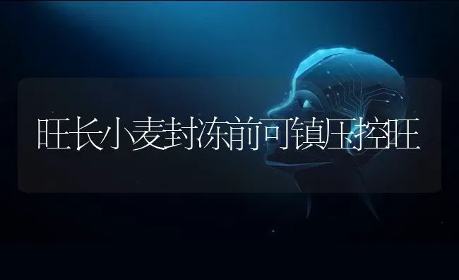 旺长小麦封冻前可镇压控旺 | 粮油作物种植