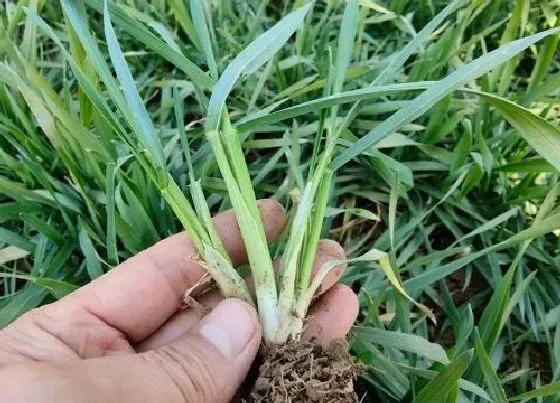 植物病害|小麦拌种能用芸苔素内酯吗（小麦拌种用芸苔素有什么好处）