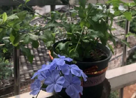 开花时间|蓝雪花四季开花吗