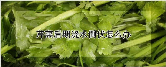 芹菜后期浇水倒伏怎么办 | 养殖技术