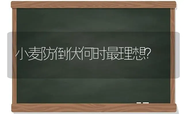 小麦防倒伏何时最理想？ | 粮油作物种植