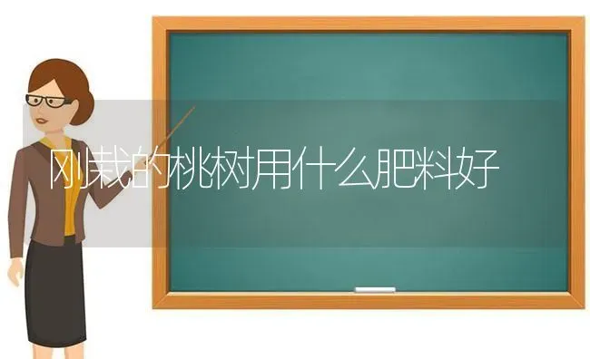 刚栽的桃树用什么肥料好 | 种植肥料施肥