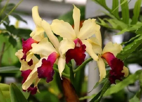 不开花|蕙兰不开花什么原因