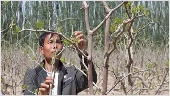 枣树摘心时间和方法 | 植物病害