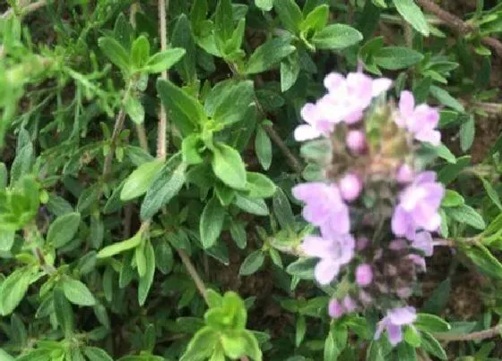 植物百科|白脉椒草开花吗 开的花是什么样子（图片）