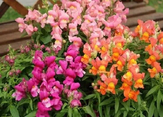 植物种类|秋播花卉品种