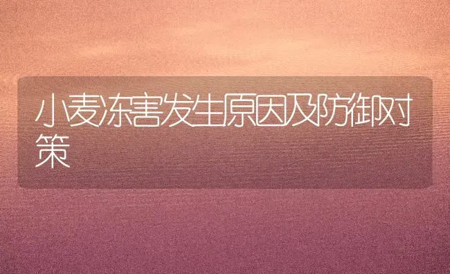 小麦冻害发生原因及防御对策 | 粮油作物种植