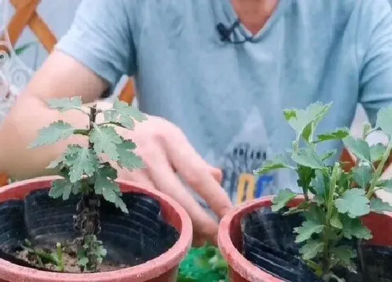 植物修剪|菊花怎么剪枝 修剪方法图解