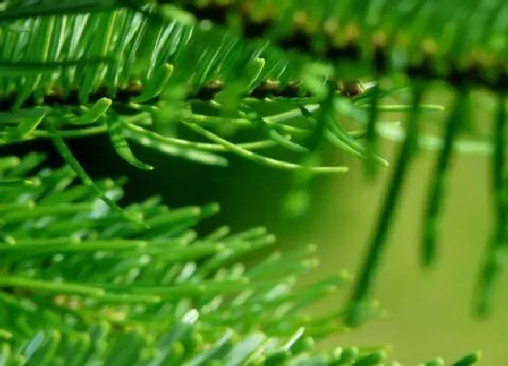 植物种类|水杉和银杉是一种植物吗