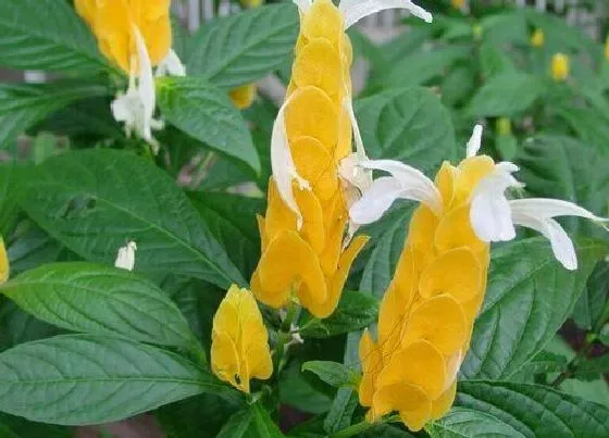 卷叶|金苞花叶子卷曲原因与处理方法