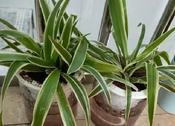 冬天植物|吊兰冬天会冻死吗