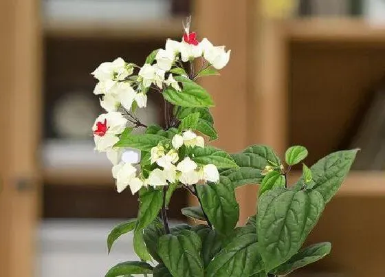 冬天植物|龙吐珠耐寒吗