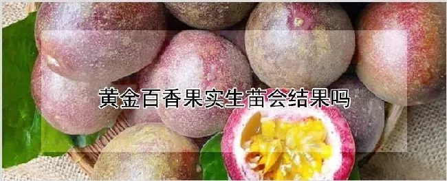 黄金百香果实生苗会结果吗 | 种植资料