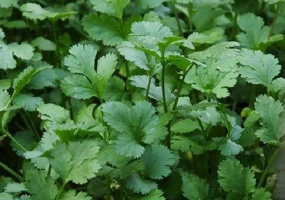 种植方法|香菜的种植方法和时间