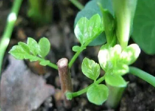 植物扦插|凌霄花的扦插方法和注意事项 凌霄花如何扦插繁殖