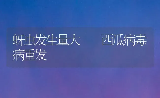蚜虫发生量大  西瓜病毒病重发 | 瓜果种植