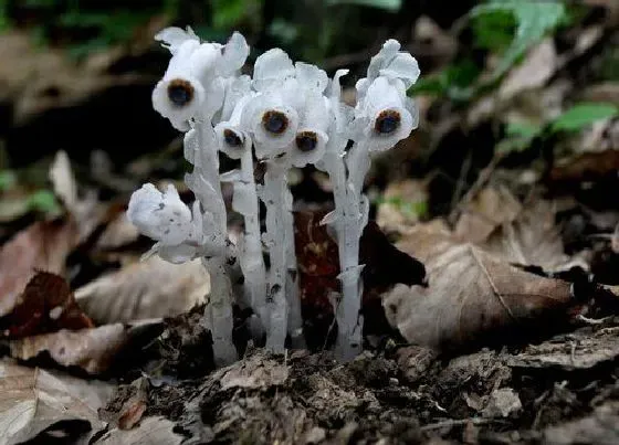 花语|花语代表杀戮的花 象征黑暗的血腥的花卉有哪些