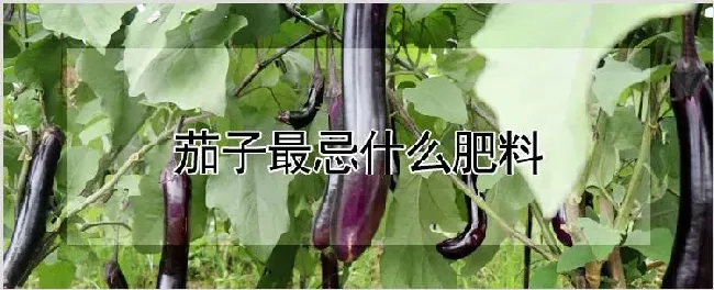 茄子最忌什么肥料 | 自然知识