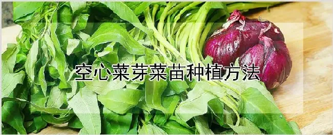 空心菜芽菜苗种植方法 | 耕种资料