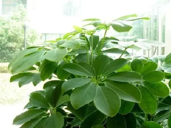 冬天植物|鸭掌木怕冷吗 冬天怕不怕冻