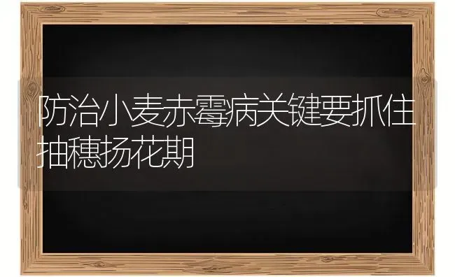 防治小麦赤霉病关键要抓住抽穗扬花期 | 粮油作物种植