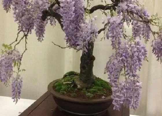 绿植|楼顶阳台适合种什么植物 适合楼顶种植的植物