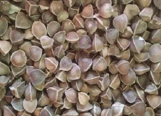 植物播种|辣木籽种子怎么种植