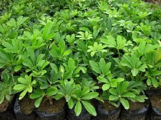 冬天植物|鸭掌木怕冷吗 冬天怕不怕冻