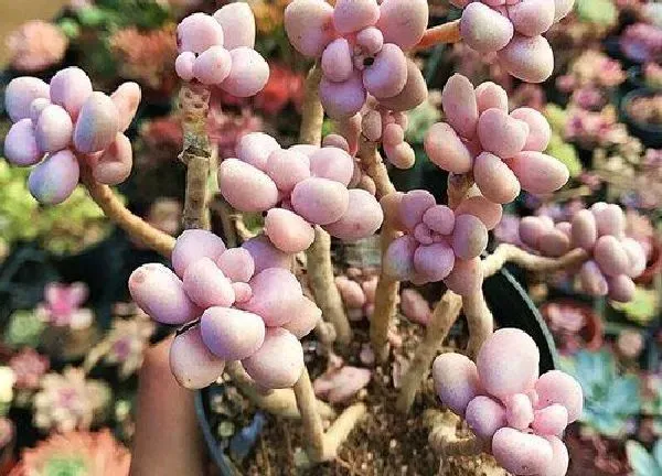 植物扦插|艾伦叶插多久发芽