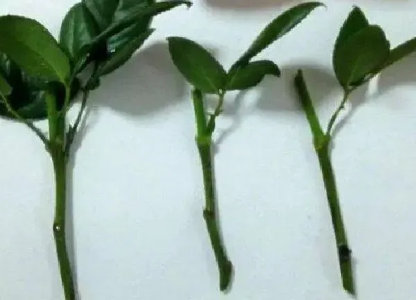 植物扦插|月季什么时候扦插最合适